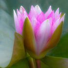 Water Lily Fantasy V