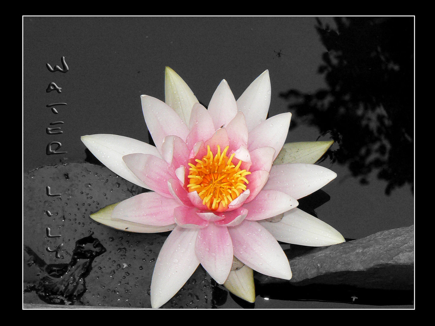 water -lily