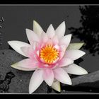 water -lily