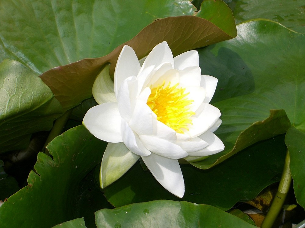 Water Lily