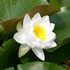 Water Lily