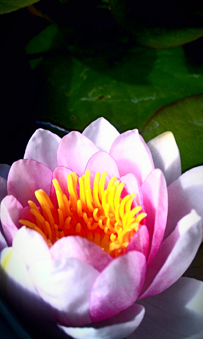 Water Lily