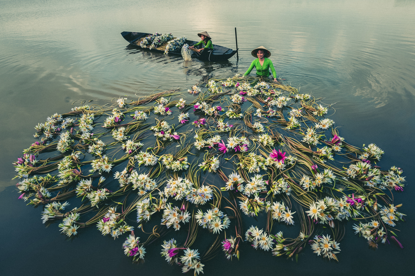 Water lily flower