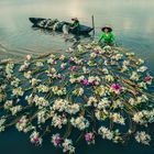 Water lily flower