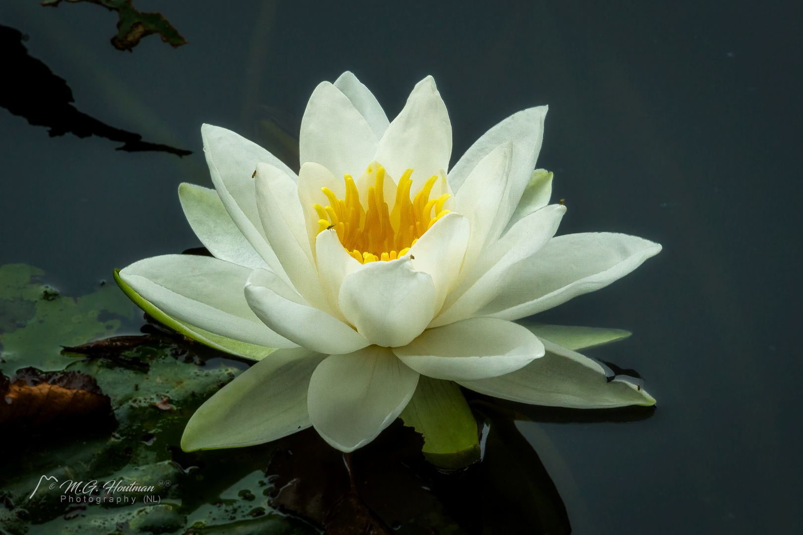 Water lily - Nymphaea