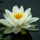 Water lily - Nymphaea