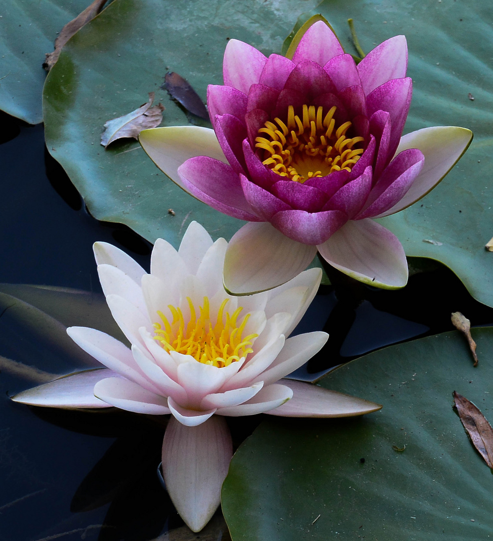 Water Lily Pair