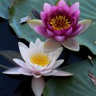 Water Lily Pair