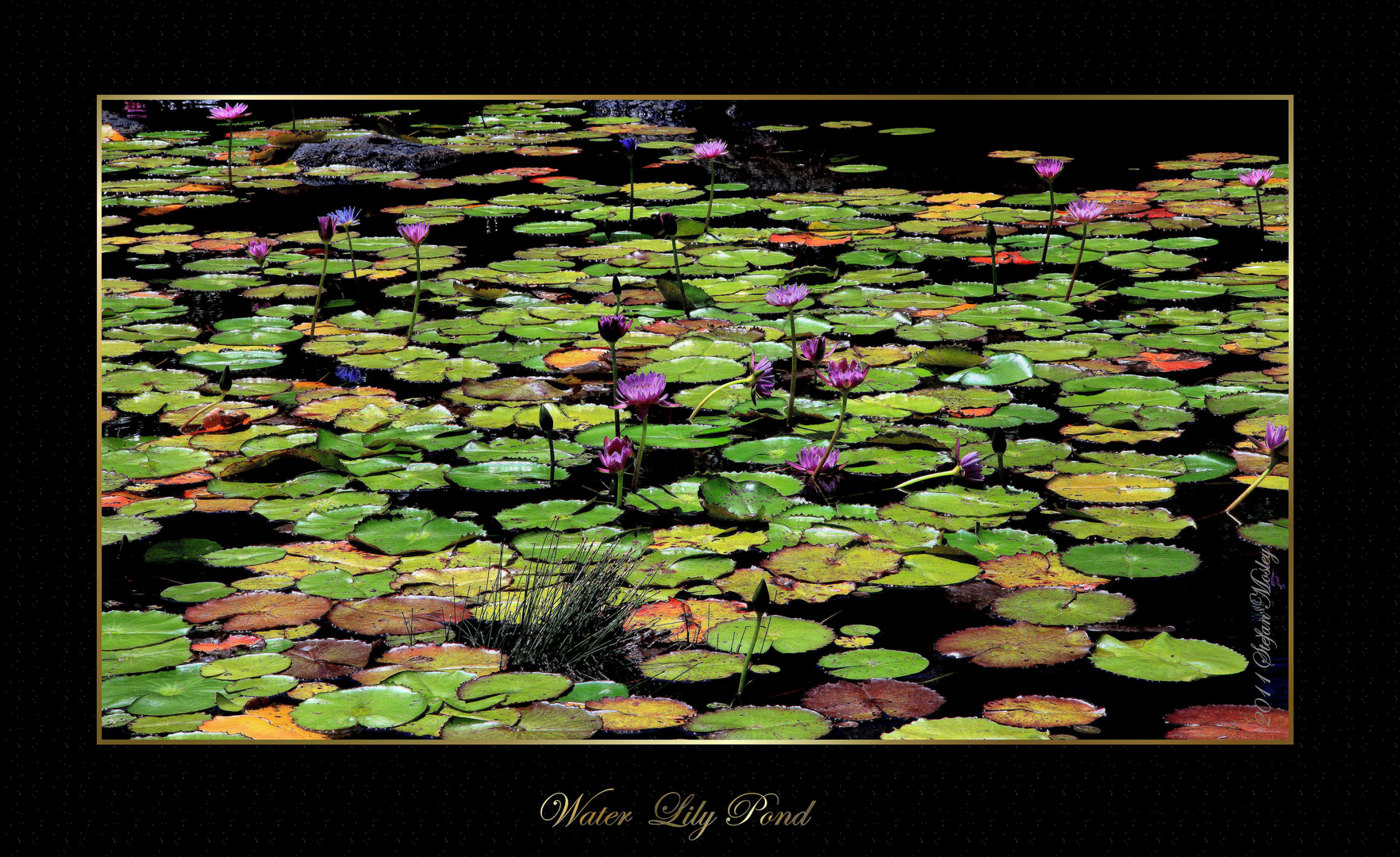 Water Lily Pond