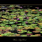 Water Lily Pond