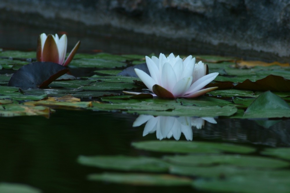 Water lily reflection