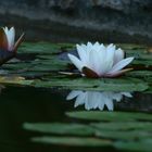 Water lily reflection