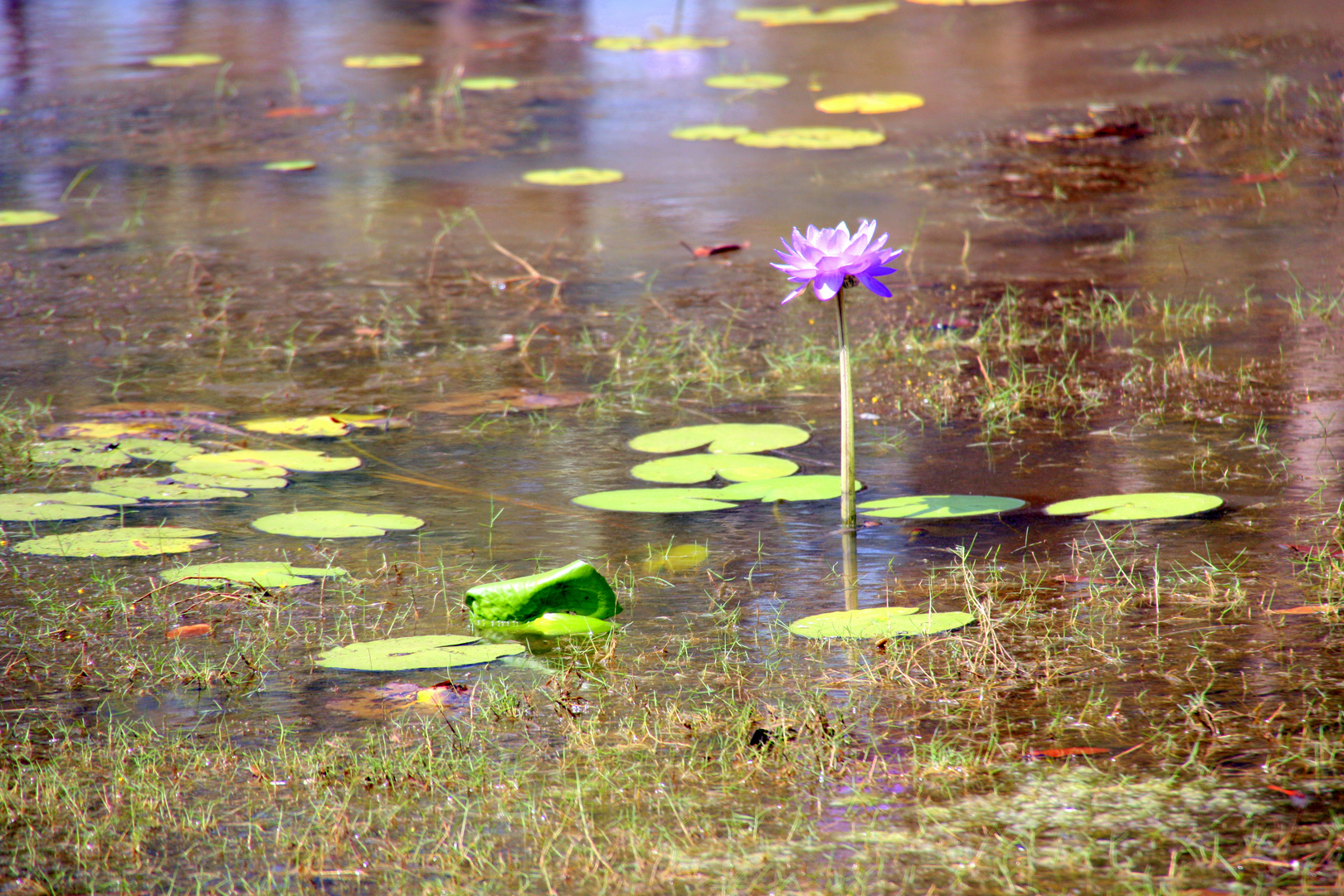 Water Lily - solo