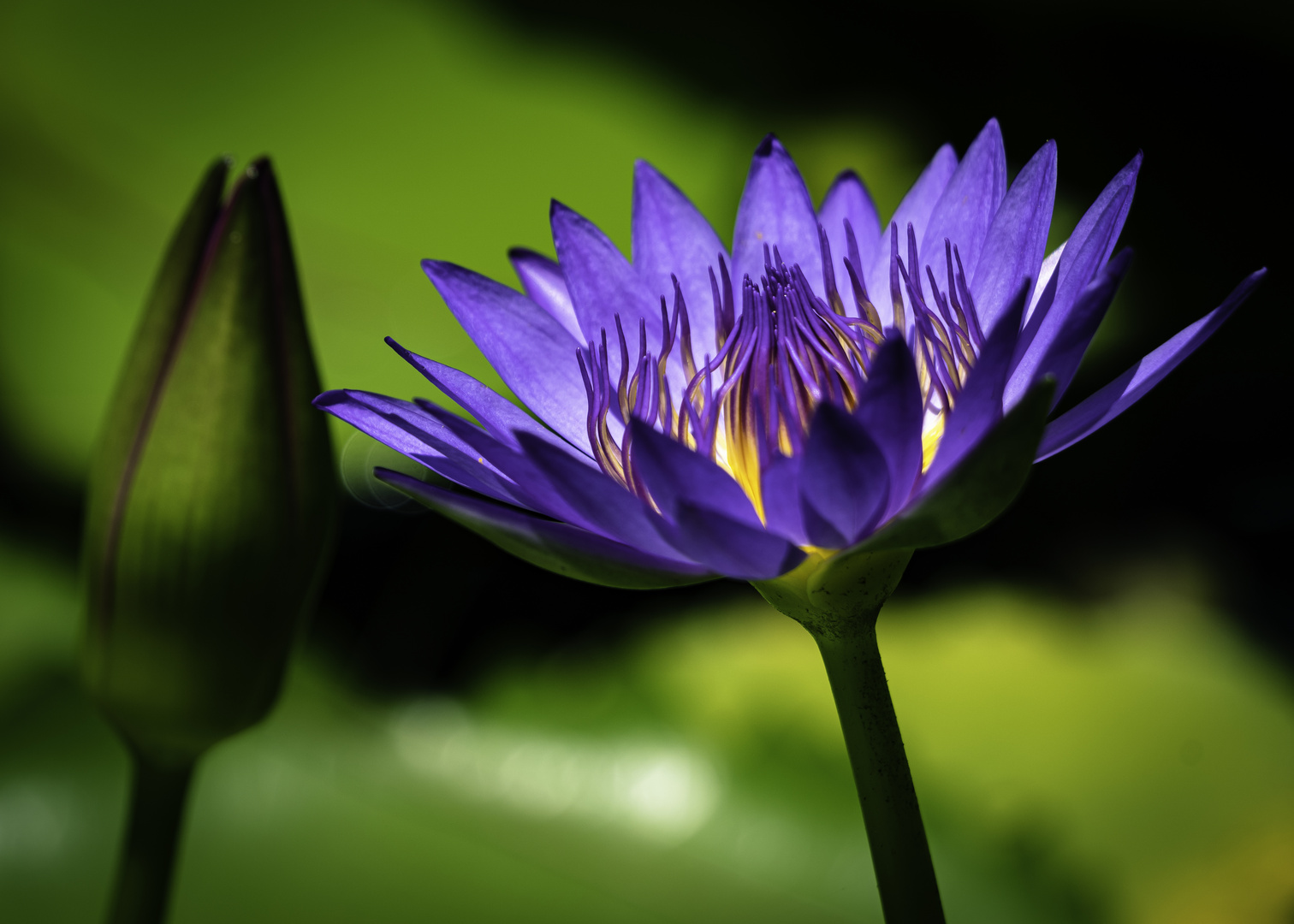 Water Lily Thailand