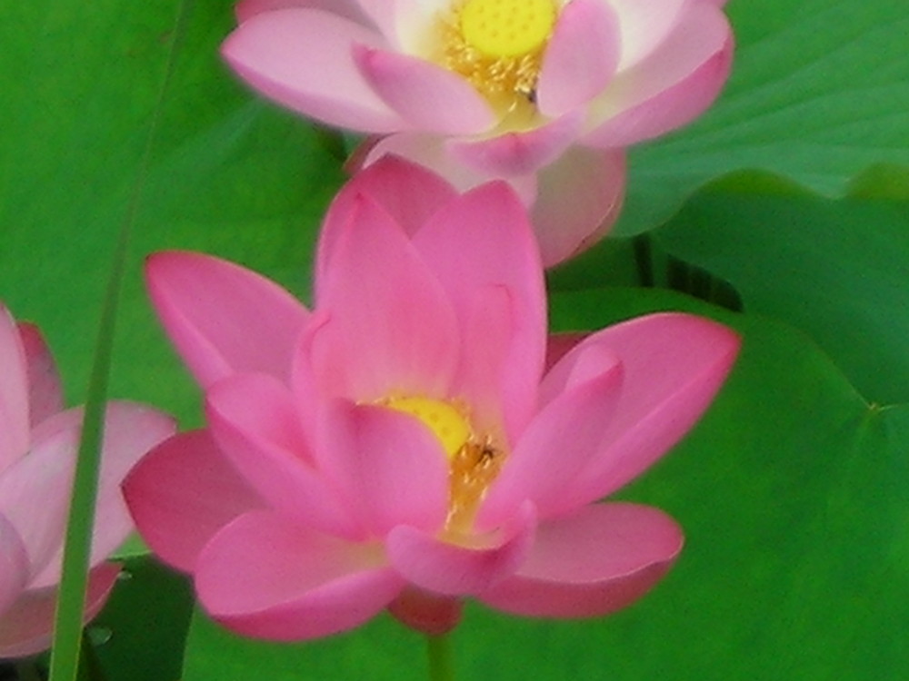 Water Lily(Pink)