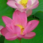 Water Lily(Pink)