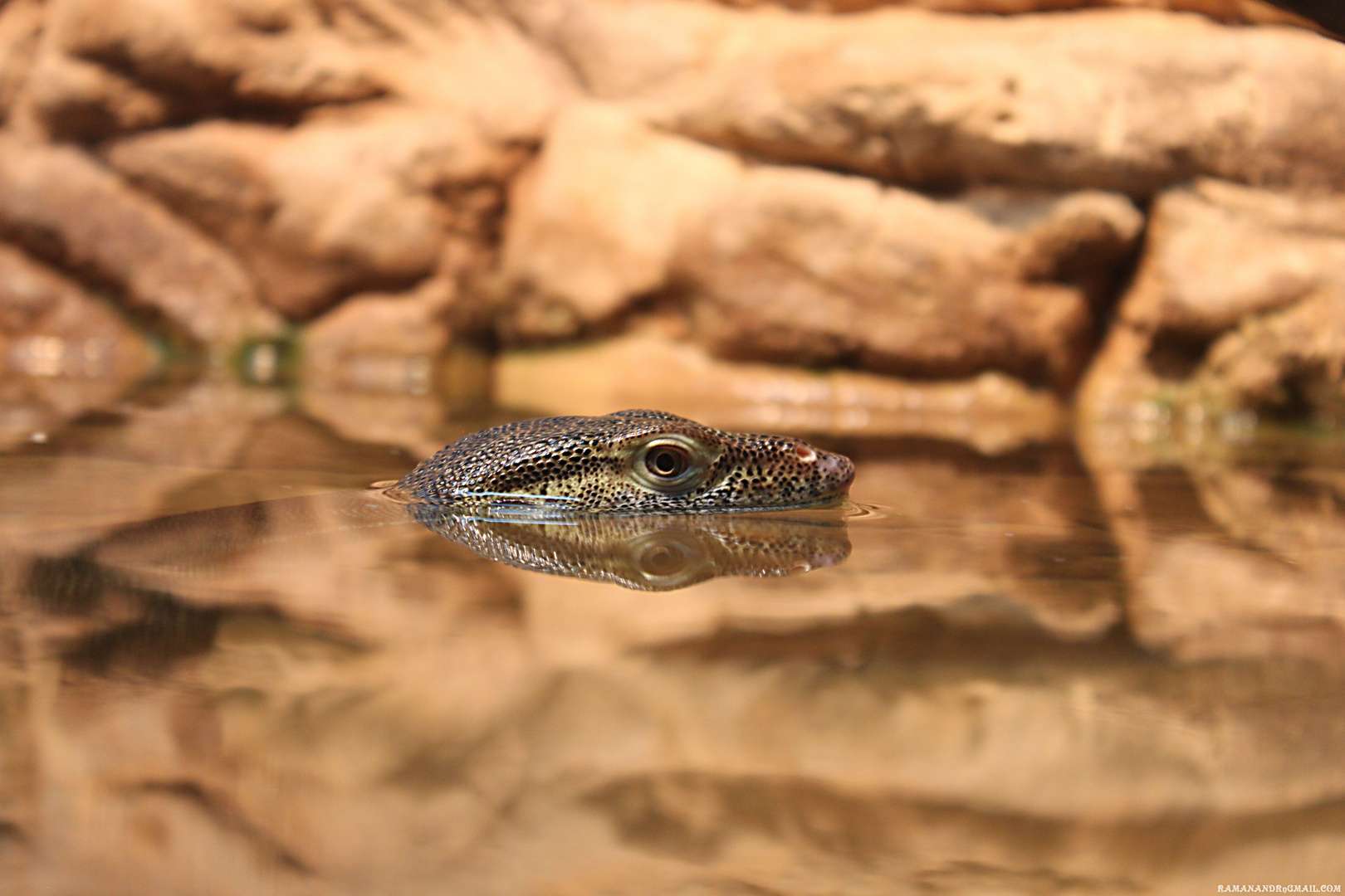 Water Lizard