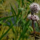 Water Mint