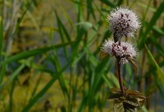 Water Mint