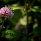 Water Mint