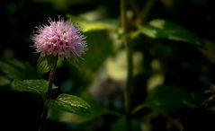 Water Mint