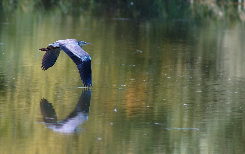 Water Mirror