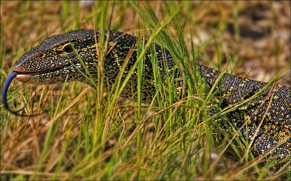 --Water Monitor--