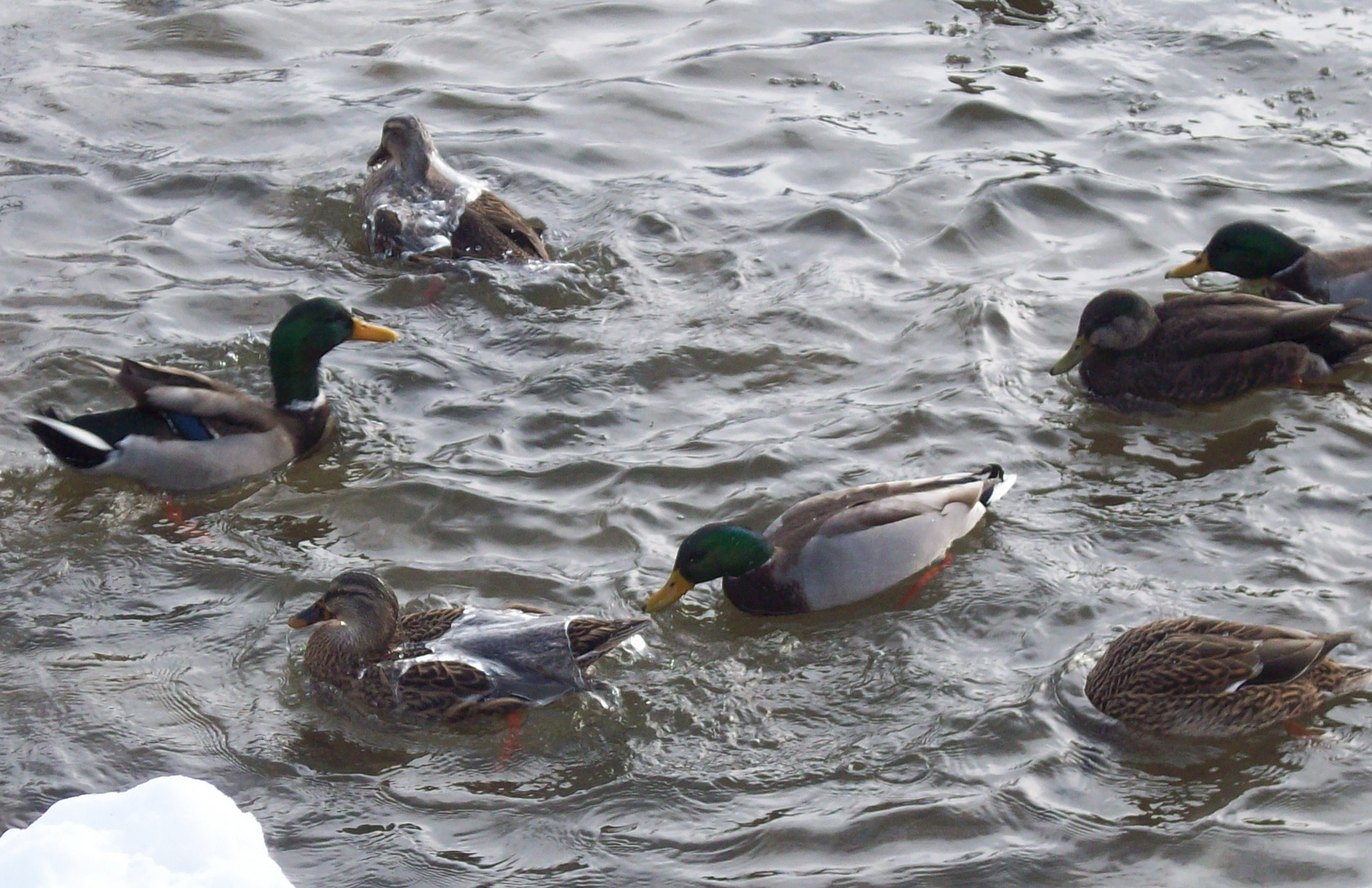 Water off a ducks back