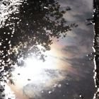 -Water-Oil-Tree-Sunshine-