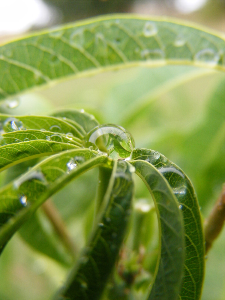 Water on an Umbrella