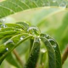 Water on an Umbrella