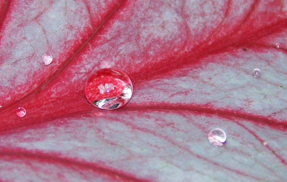 Water on leaf