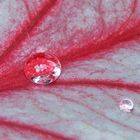 Water on leaf