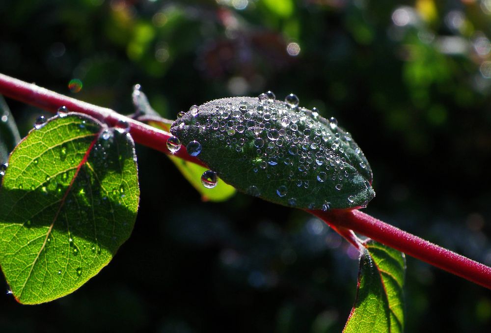 Water Pearls