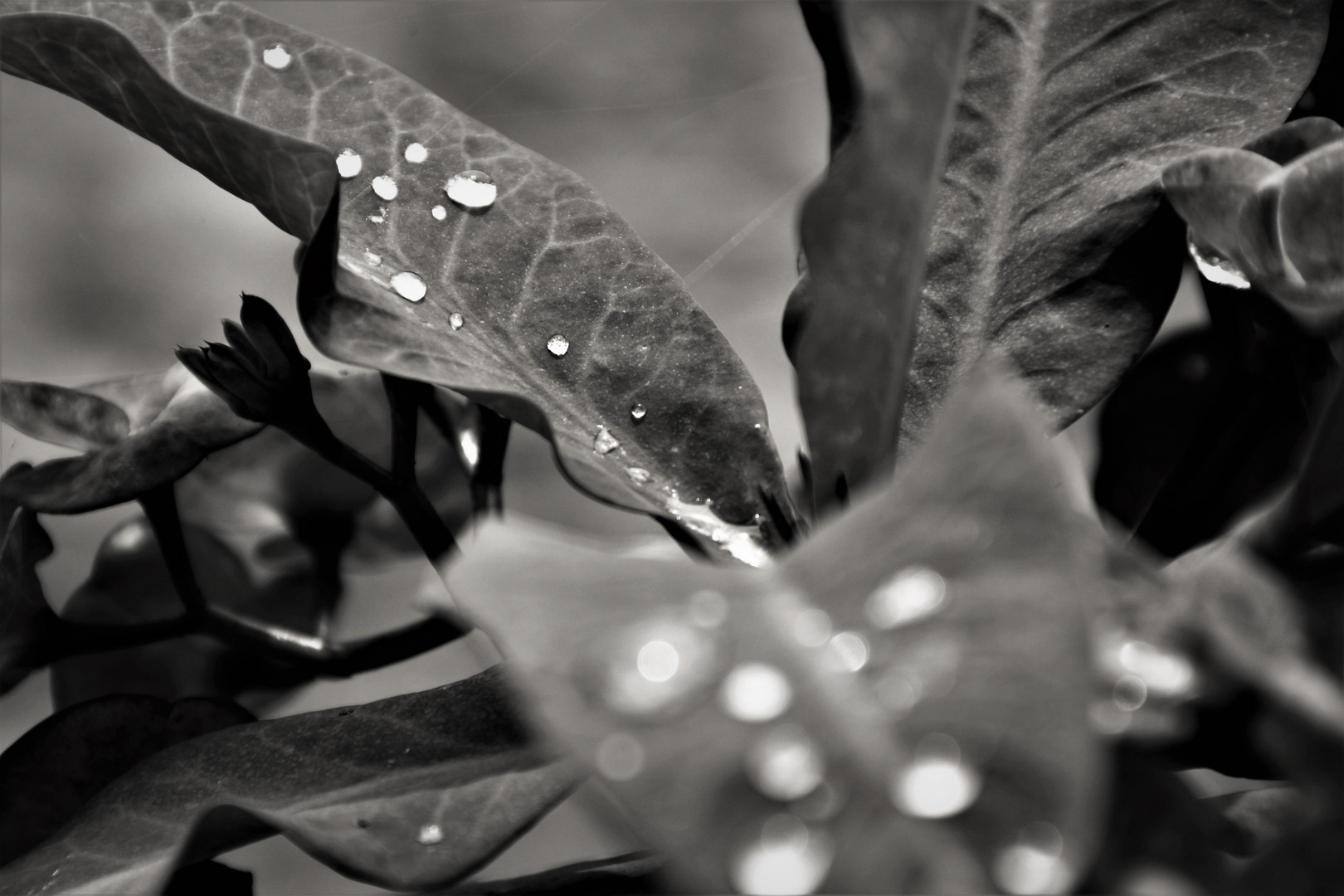 Water pearls