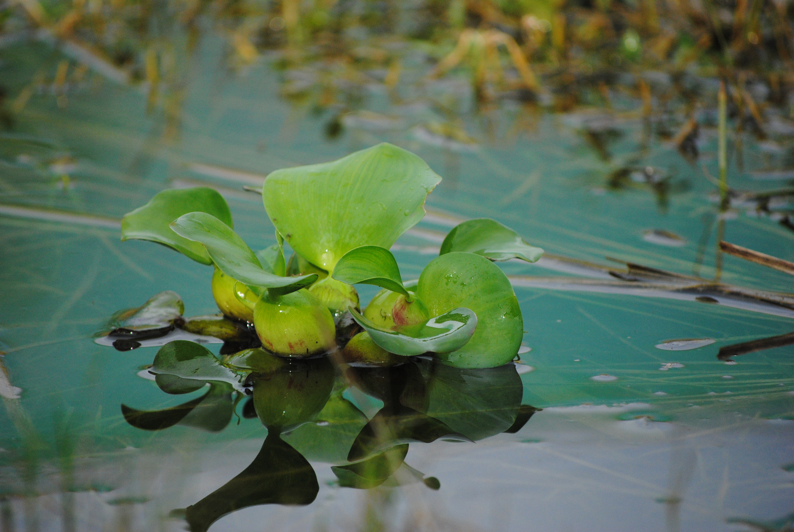 WATER PLANT....