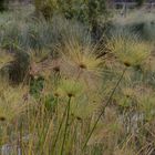 Water plants