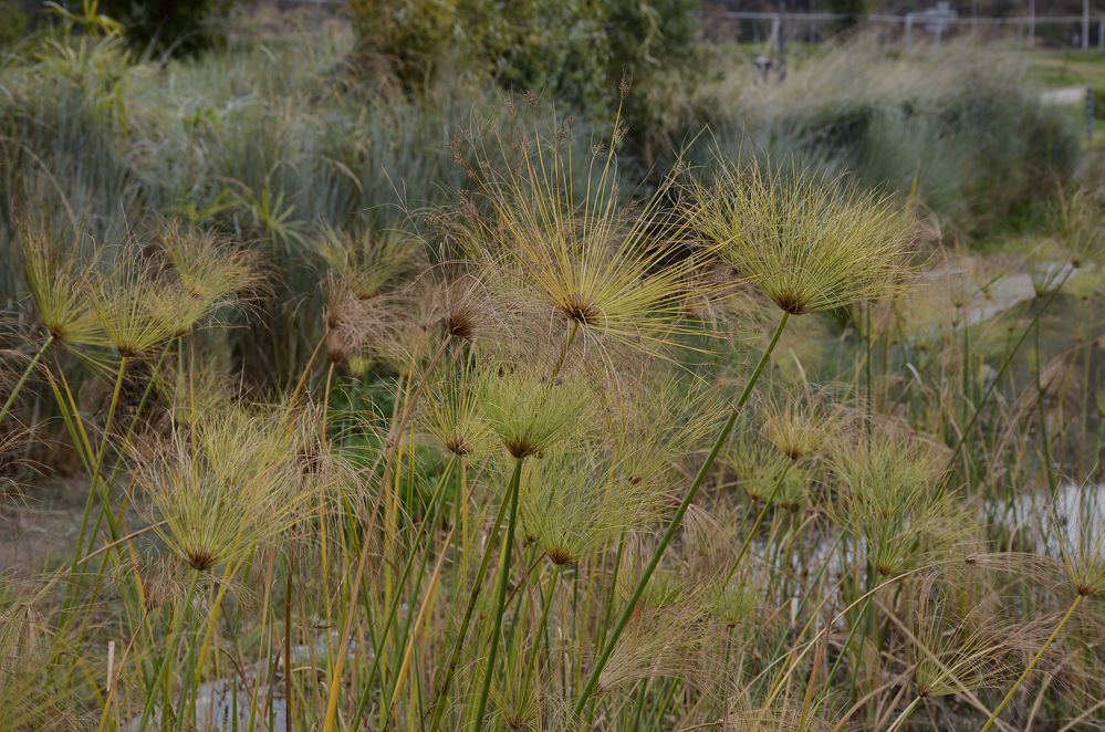 Water plants