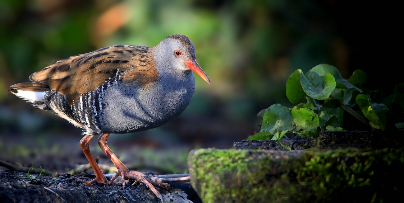 Water Rail