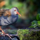 Water Rail