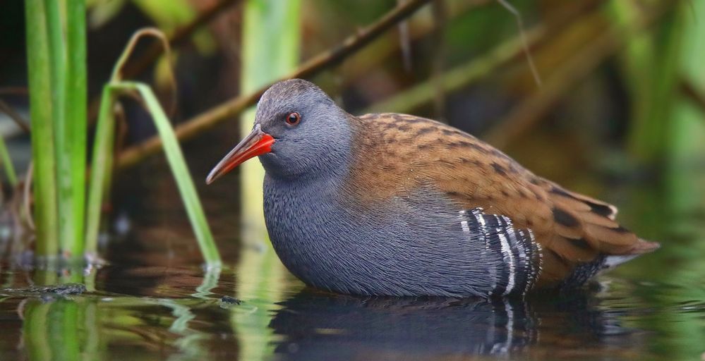 Water Rail