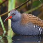 Water Rail