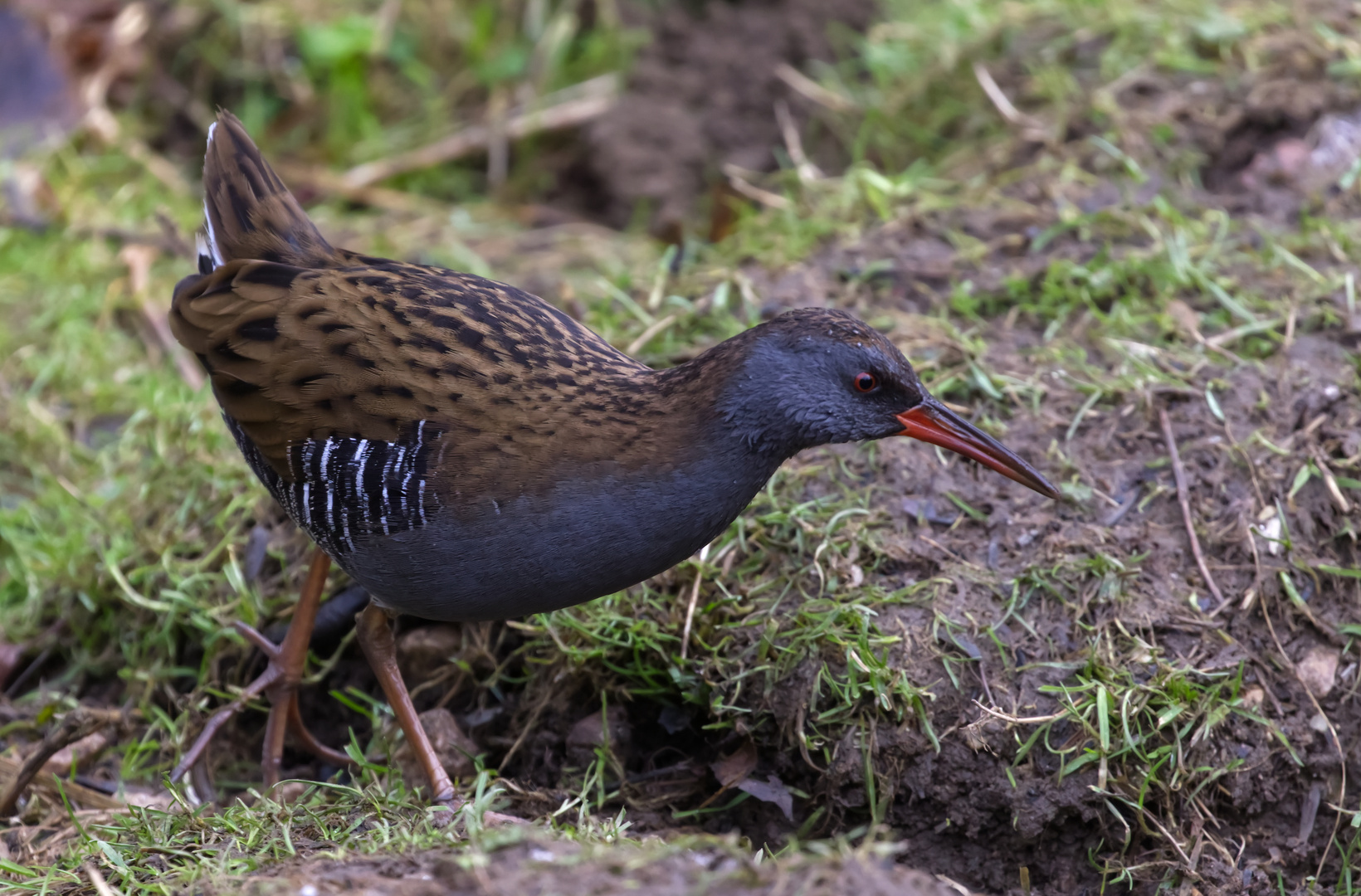 Water Rail 