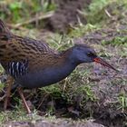 Water Rail 