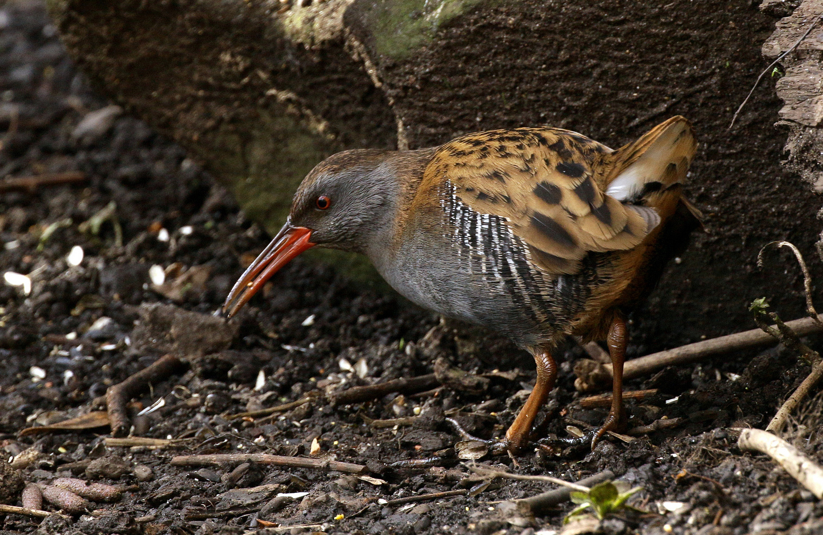 Water Rail.