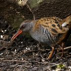 Water Rail.