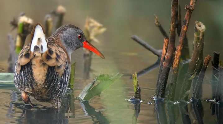 Water Rail