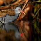 Water Rail 