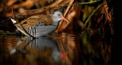 Water Rail 