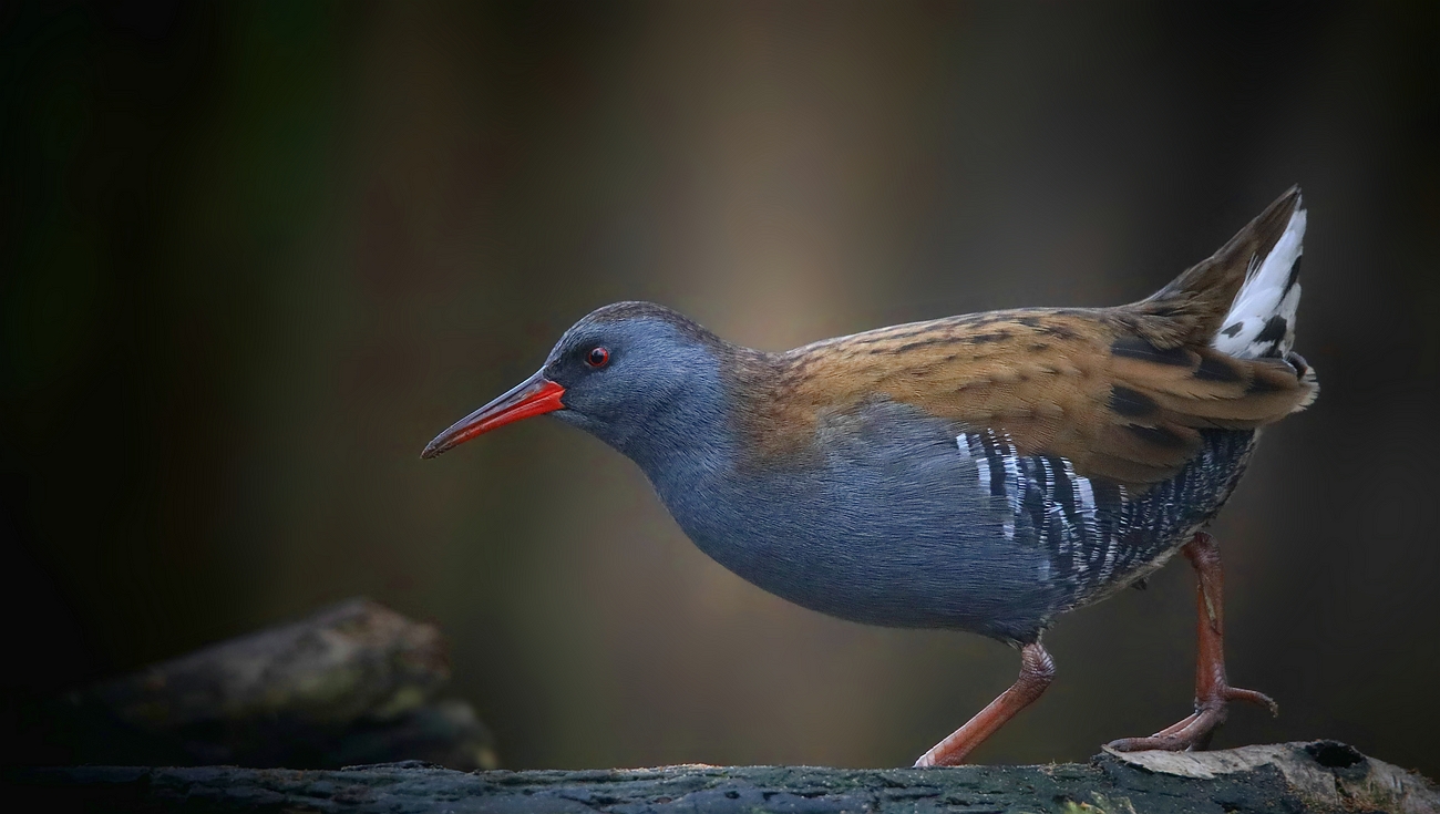 Water Rail